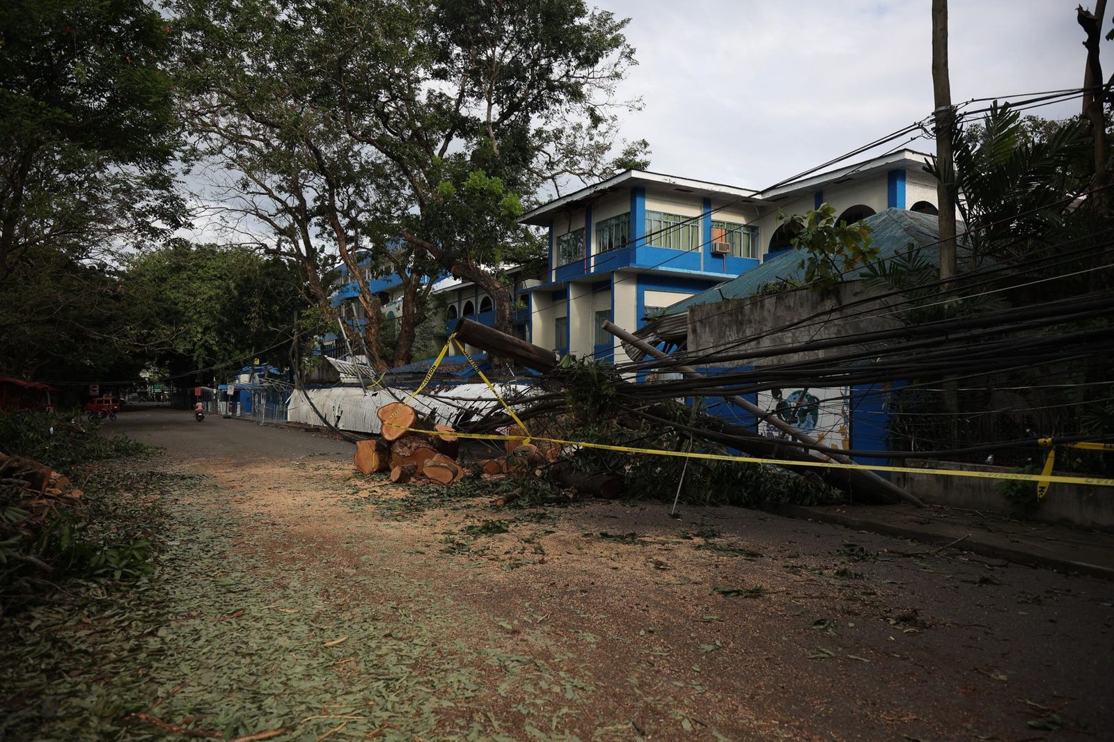 A downed tree and lines on a residential street after a storm