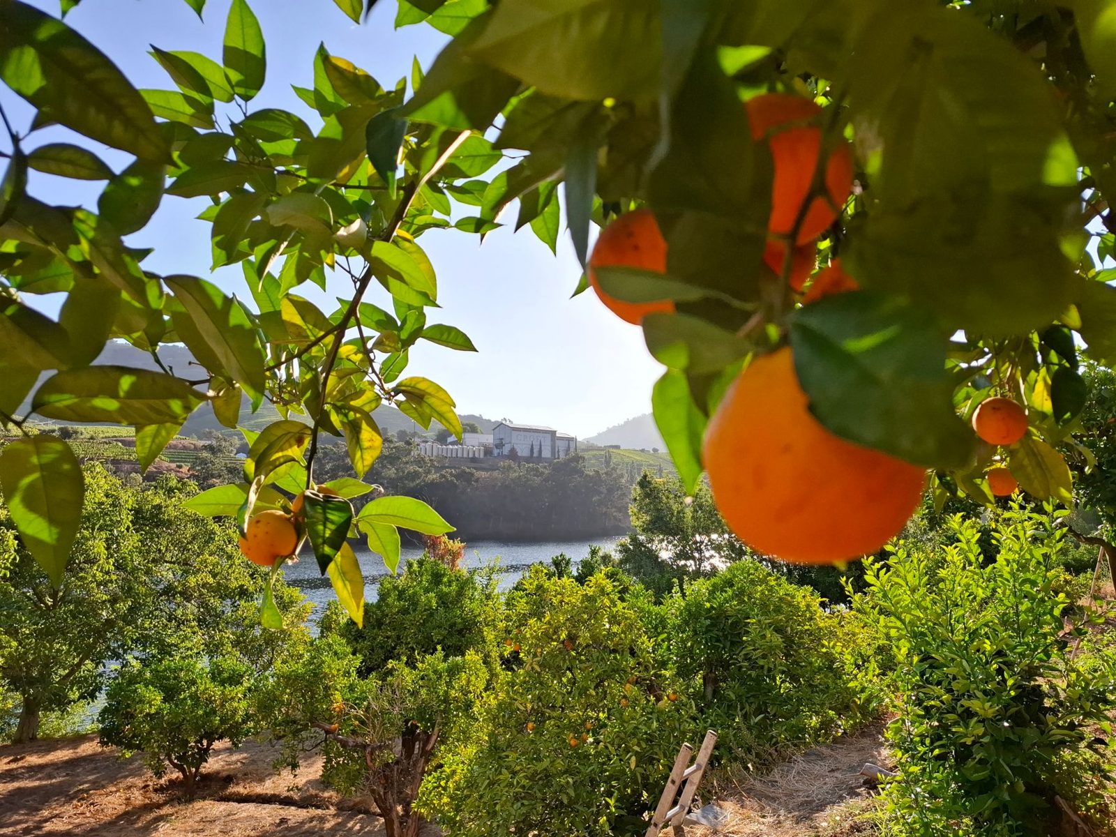 Oranges ripening on a citrus tree