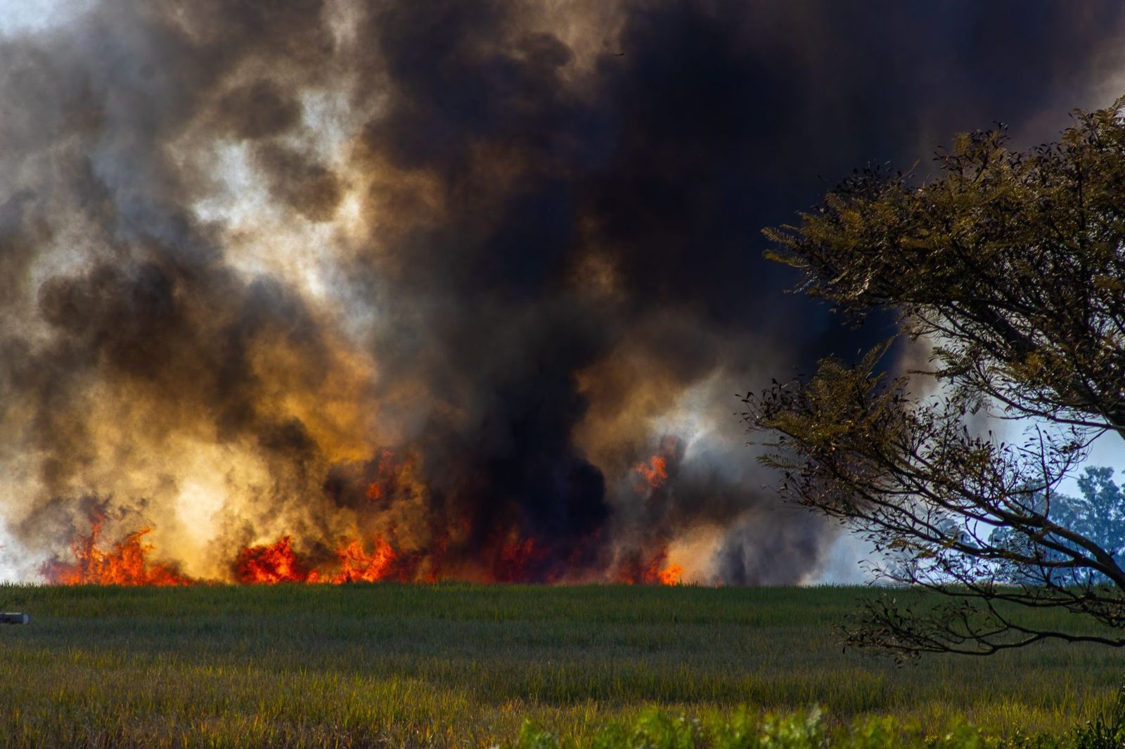 A grass fire burning with heavy smoke