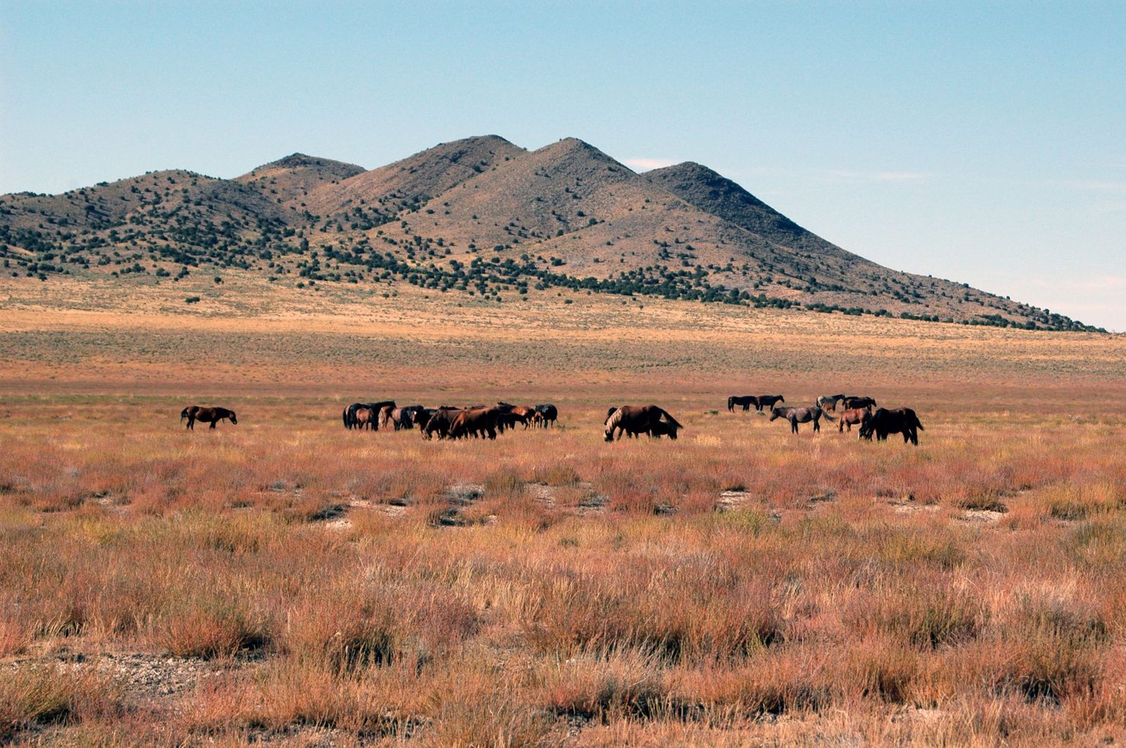 Open rangeland below a mountain with grazing animals