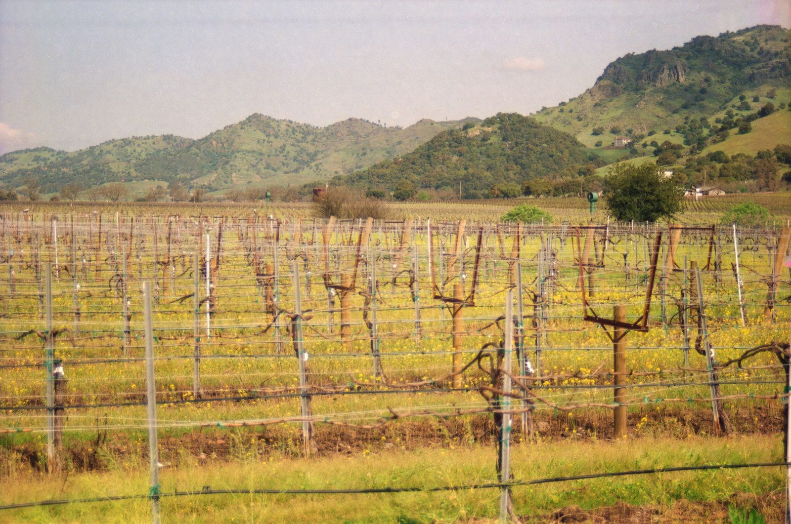 Vineyard rows below oak covered hills in wine country