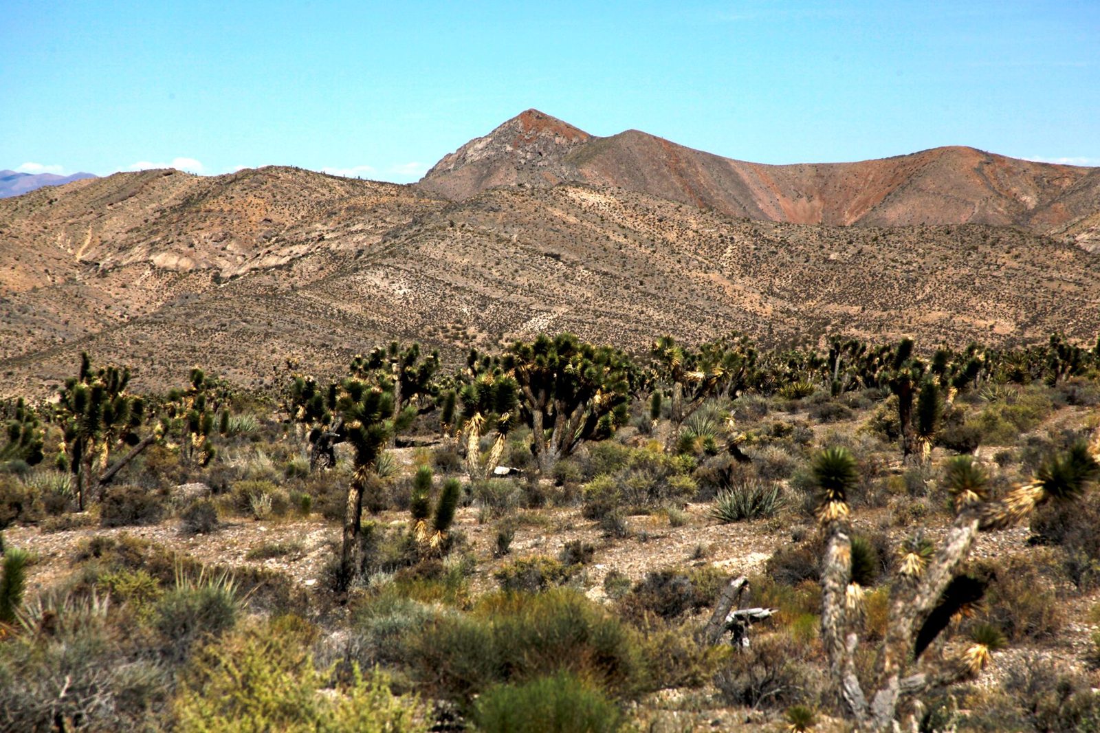 Joshua trees and rocky mountains in the Mojave Desert