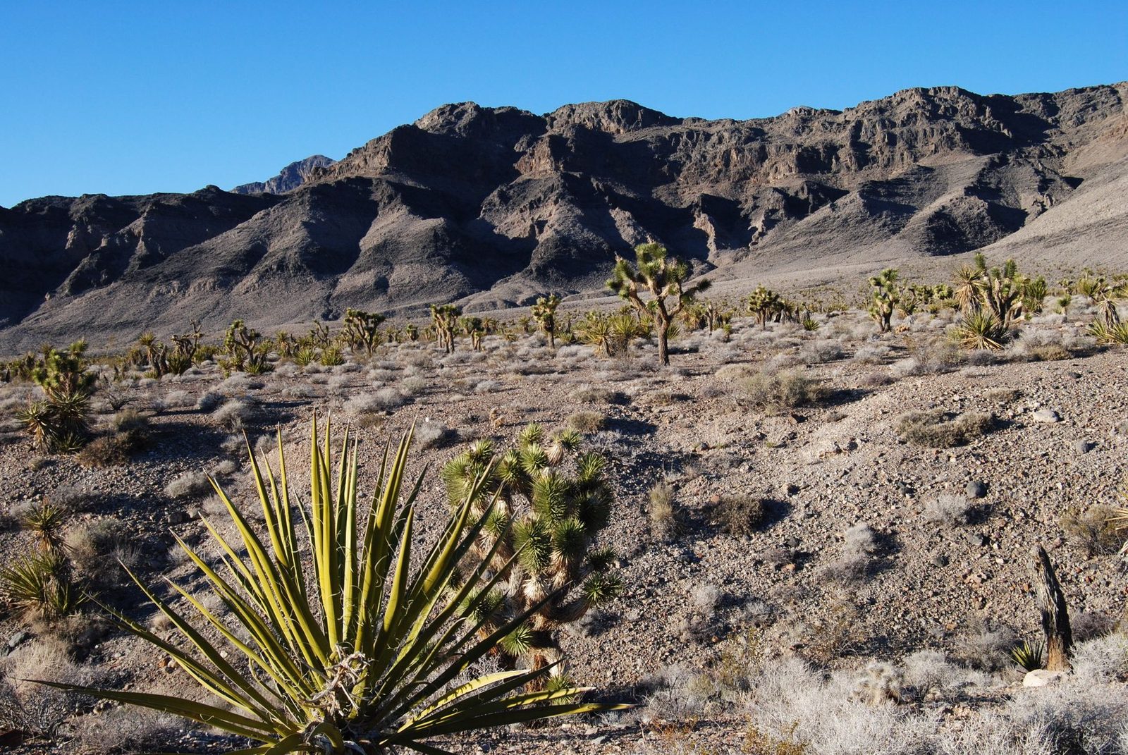 Joshua trees and yucca on a dry Mojave Desert slope below bare mountains