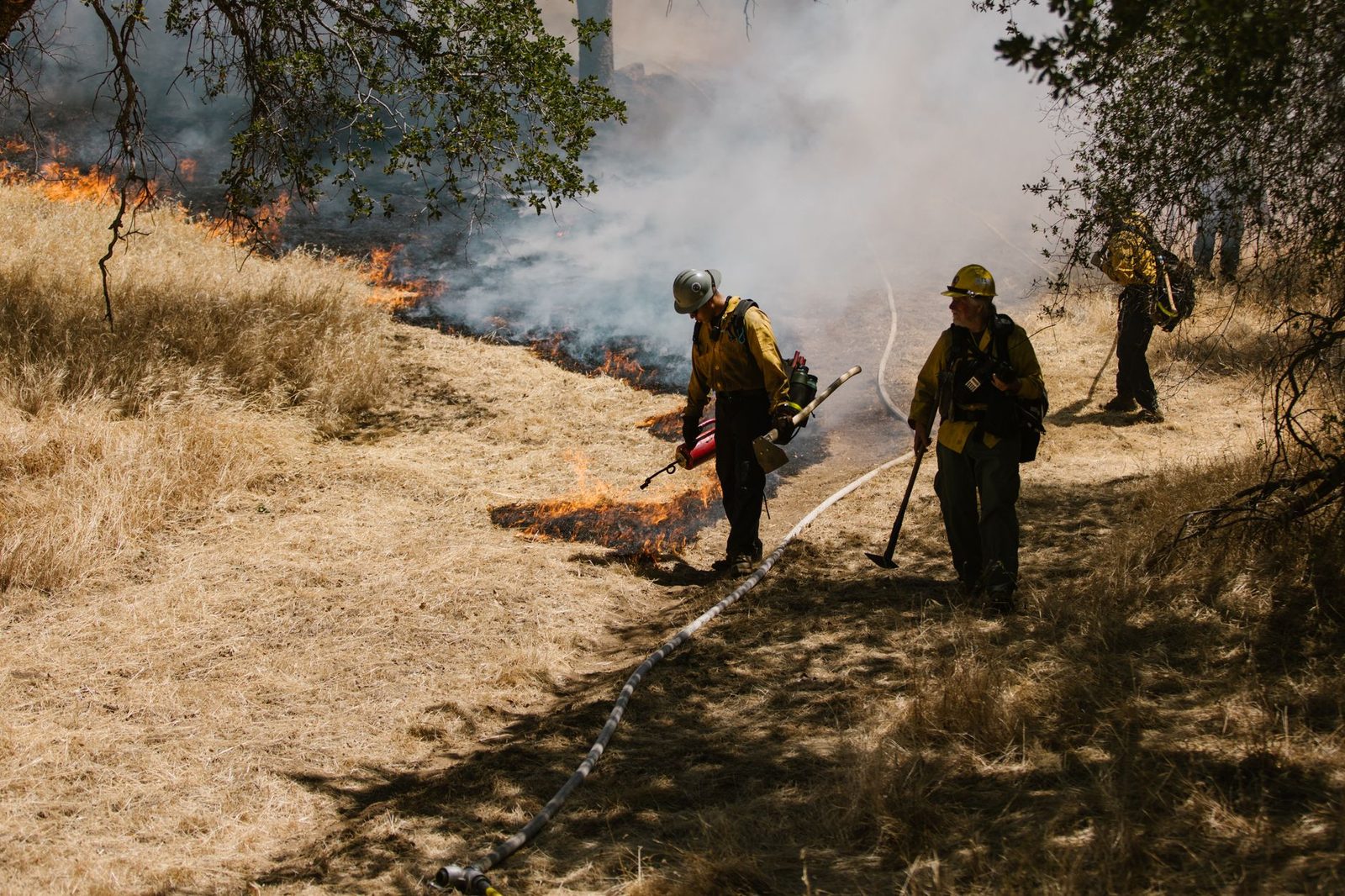 A wildland fire crew working a hose line through dry grass and scrub oak during fire season